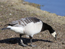 Barnacle Goose (WWT Slimbridge April 2011) - pic by Nigel Key